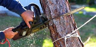 How Our Tree Care Process Works  in  Flower Hill, MD