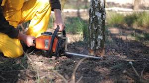 Best Tree and Shrub Care  in Flower Hill, MD