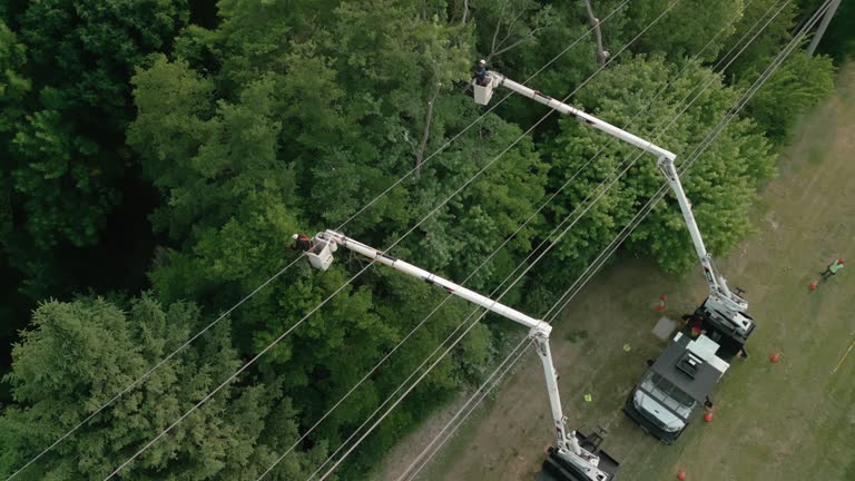 Best Tree Removal  in Flower Hill, MD