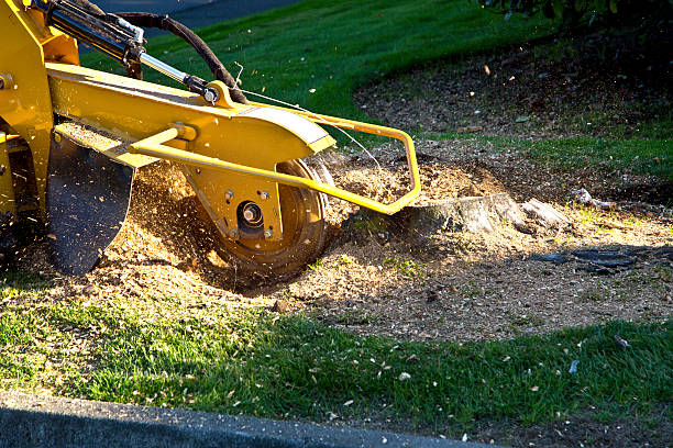 Best Tree Cabling and Bracing  in Flower Hill, MD