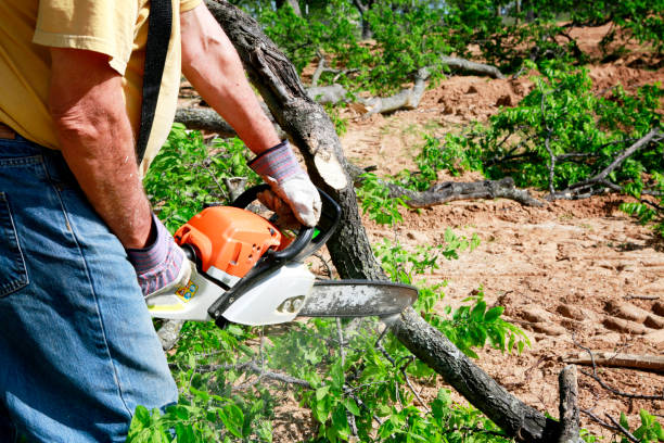 Best Stump Grinding and Removal  in Flower Hill, MD